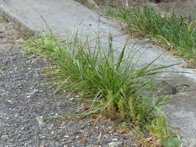 Mauvaises herbes